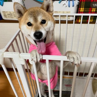 Telegram profile photo for SHOKO CTO PORTAL