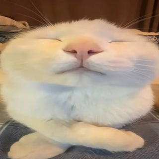 Telegram profile photo for куриаоп (переезд)