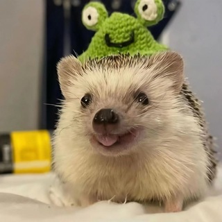 Telegram profile photo for 刺猬的朋友圈