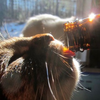 Telegram profile photo for Коты по Барам