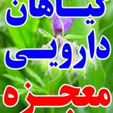 Telegram profile photo for 🌹🌱گیاهان دارویی معجزه سبز🌱🌹