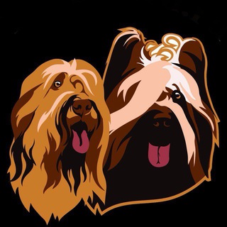 Telegram profile photo for Питомник бриаров | Probriard