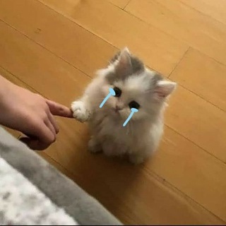 Telegram profile photo for ๐ฝ๐๐๐๐๐๐๐ผ๐ฝ ๐๐๐๐๐๐๐