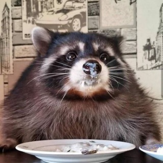 Telegram profile photo for INFOIN PENIPU