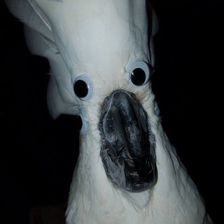 Telegram profile photo for Bird Stuff