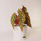 Telegram profile photo for From plants with lovе 🌱