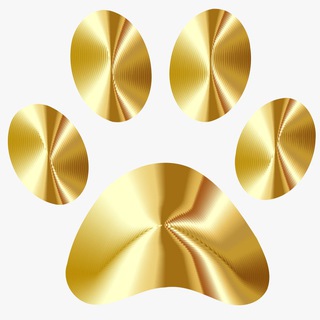 Telegram profile photo for 金狗预售信号🇨🇳