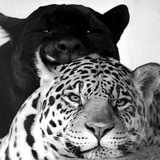 Telegram profile photo for LEOPARD’S