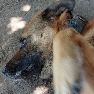 Telegram profile photo for ❗️СОБАКИ❗️Пропала/Найдена /замечена Москва и все области.