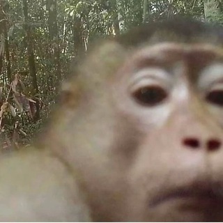 Telegram profile photo for coolvids