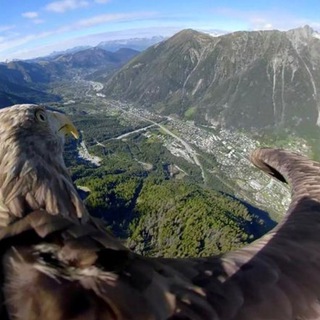 Telegram profile photo for Nose bleed section 40,000 foot view
