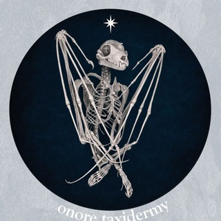 Telegram profile photo for ONORE || taxidermy