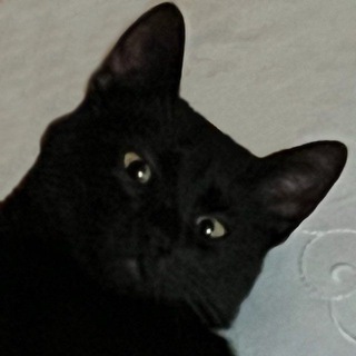 Telegram profile photo for вова я