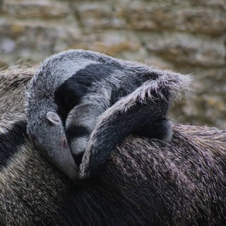 Telegram profile photo for Anteater’s Amazon