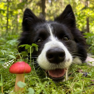 Telegram profile photo for Инспектор Булочка