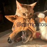 Telegram profile photo for Perros y Gatos