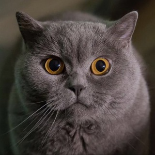 Telegram profile photo for КОШАЧЬИ приколы
