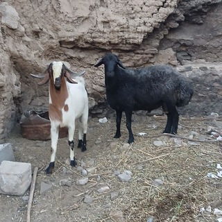 Telegram profile photo for کانال خریدوفروش دام وخوراک دام، اصفهان ،کاشان و کلیه شهرستانهای توابع