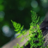 Telegram profile photo for Жизнь без химии — это просто🌿