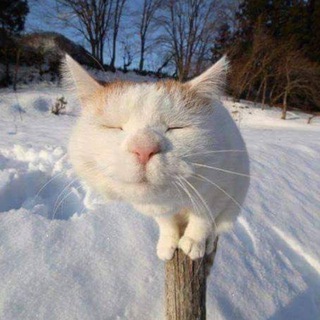 Telegram profile photo for совет спортсменочек
