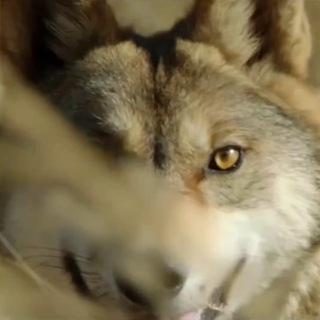 Telegram group profile photo for Wolfes00