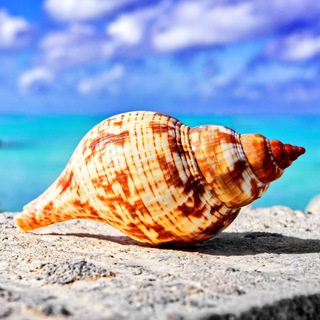 Telegram profile photo for 海螺壳|Spiraling Up