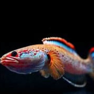 Telegram profile photo for 观赏鱼/乌龟/异宠 现货频道