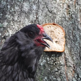 Telegram profile photo for Chicken gifs (&friends)