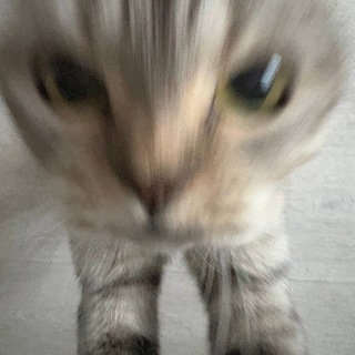 Telegram profile photo for nscff