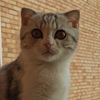 Telegram profile photo for OБXОД БAНA