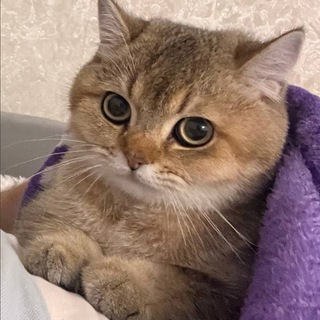 Telegram profile photo for 5 поток конспекти 🌿