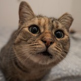 Telegram profile photo for Мони кошечка