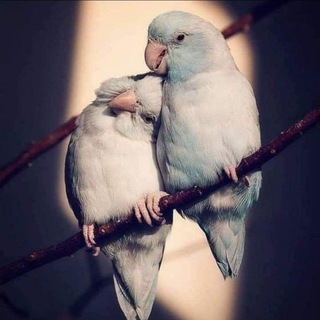 Telegram profile photo for حياة الروح