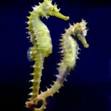 Telegram profile photo for Cute sea animals