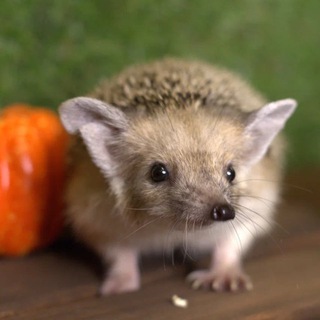 Telegram profile photo for Ежеминутка | Казань 🦔