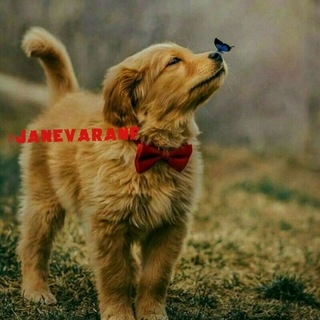 Telegram profile photo for دانستنیهای دنیای حیوانات و طبیعت
