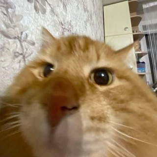 Telegram profile photo for RenMarket
