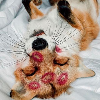Telegram profile photo for Пиздатый Лис