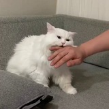Telegram profile photo for 😽Территория милостей| Котики 🐾🐱
