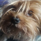 Telegram profile photo for pi pi pu pu check