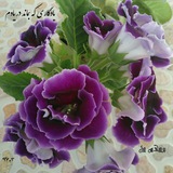 Telegram profile photo for دل نوشته های زندگی