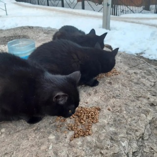 Telegram profile photo for Коты коты коты🐈⬛️🐈⬛️🐈⬛️