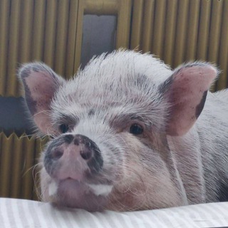Telegram profile photo for поросятки на каждый день 🐽