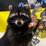 Telegram profile photo for Густав Верович