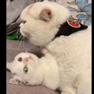 Telegram profile photo for 老梦的出击记录