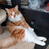 Telegram profile photo for Evert_cats Кошка в дом - счастье в нем