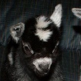Telegram profile photo for 𝒆𝑣𝑒𝑛𝒕 ⃫ ..𖦹ㅤᤢ𝑨𝑛𝒕𝒉𝑜𝑛𝒚 ʗ𝒂𝒓𝑟͟𝑖𝑧𝒂𝒍𝒆𝑠‘ ₙₒₜₑₛ