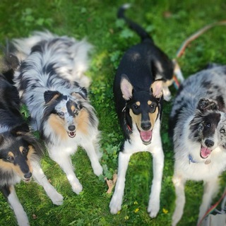 Telegram profile photo for Питомник шелти и к/ш колли "Грацел" 🐾