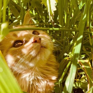 Telegram profile photo for ◆Анкетница «Зов звëздных лесов»◇