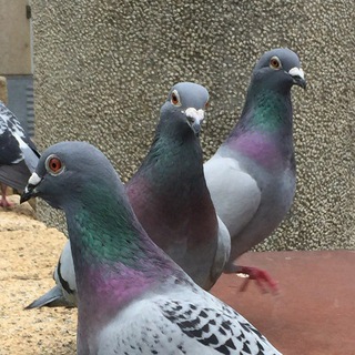 Telegram profile photo for 專門放正經東西的🐦🐦🐦